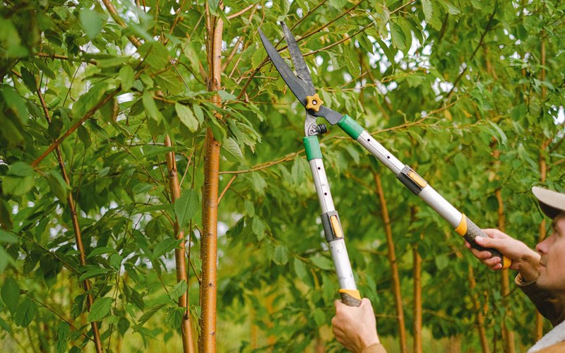 Tree trimming in Pleasant Grove, UT